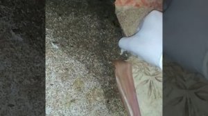 Как понять, что в квартире завелись тараканы?