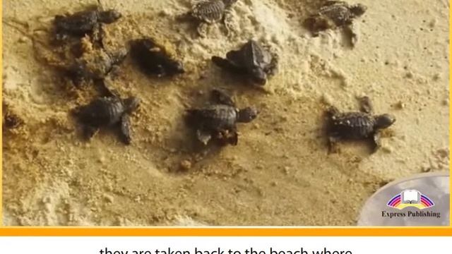 Aspect 10. Module 2. Saving the Sea Turtles смотреть онлайн