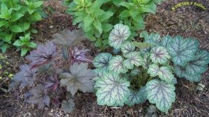 ГЕЙХЕРА .  ПРОИСХОЖДЕНИЕ  ВИДЫ, ПОСАДКА, УХОД, ПОДКОРМКА,