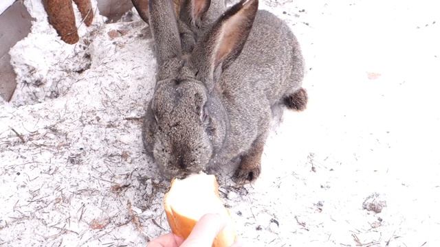 Кролики кушают из рук! Кролики сделали себе выход на улицу! смотреть онлайн