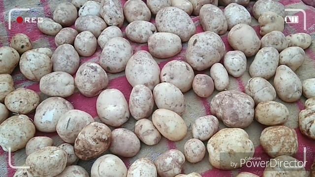 Обзор сортов картофеля.Урожай 2019,Королева Анна,Альваро,Аноста.