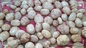 Обзор сортов картофеля.Урожай 2019,Королева Анна,Альваро,Аноста.