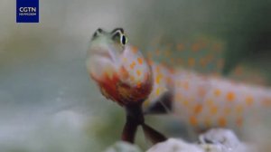 Как сражаются за своего рака-щелкуна Оранжевопятнистые креветочные бычки — Amblyeleotris guttata ?