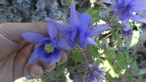 Columbine flower - grow and care (Aquilegia plant)