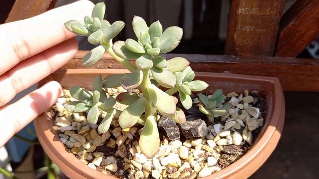 ECHEVERIA SPECTABILIS # Dicas Para Um Cultivo Com Sucesso смотреть онлайн