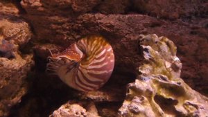 Наутилус помпилиус, Nautilus pompilius моллюск из Полинезии, океанариум спб