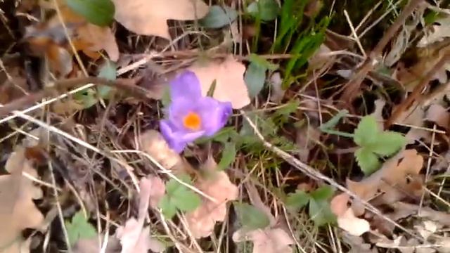 Весна в лесу смотреть онлайн