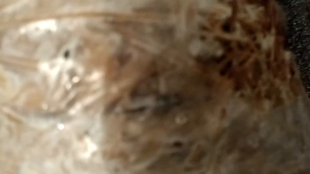 Выращивание вешенки 26 день после засева. смотреть онлайн