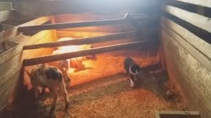 Нехватка кальция у породистых свиней.