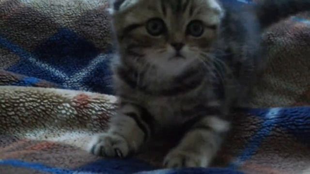 Наша Софочка смотреть онлайн