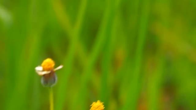 Olympus E-PL1 video test смотреть онлайн