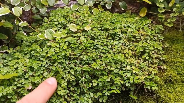 И снова здравствуйте! смотреть онлайн