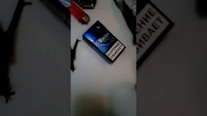 Домашний карликовый нетопырь.