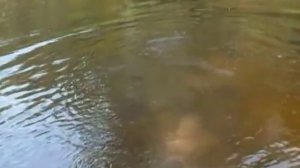 Рыбалка на магнит жарким летним днем. р.Ловать Псковская обл.