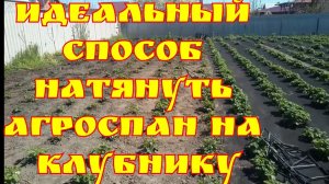 Идеальный способ натянуть агроспан на клубнику