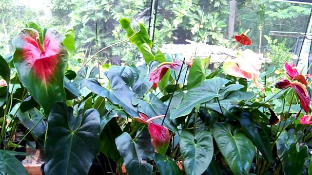 Variety of Anthurium Plants смотреть онлайн