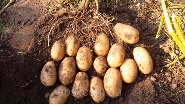 Сорт Картошки Королева Анна Отзывы