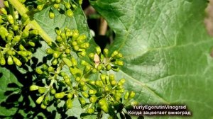 ? Как определить, когда зацветает виноград? Почему сбрасываются колпачки на цветках?
