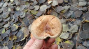 Поддубник- условно-сьедобный гриб.