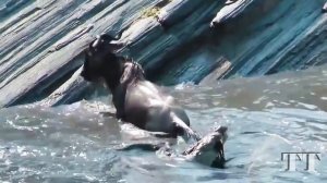 Crocodile. Alligator. Суперхищник. Крокодил. Жизнь крокодилов. Атака крокодила. Аллигатор.