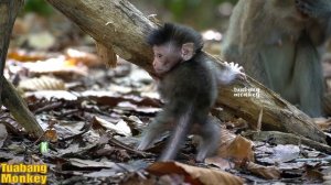 Bayi monyet yang baru bisa merangkak belajar memanjat didampingi mom di sisinya.