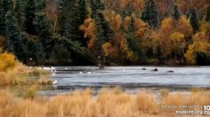 Красивая осень на Аляске .А здесь рыбалка продолжается. #Медведи#Аляска#Рыбалка#США