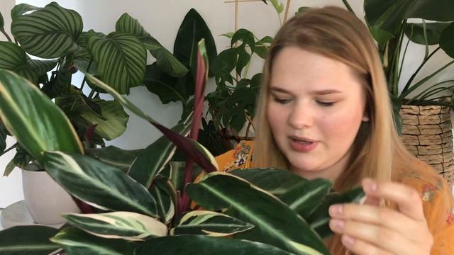 Stromanthe TRIOSTAR | pielęgnacja | najczęstsze problemy | ROZDANIE смотреть онлайн