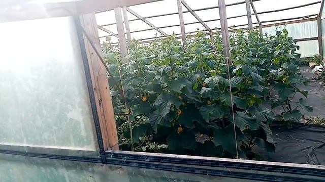 Сбор Урожая 2019///Кураж F1 смотреть онлайн