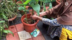 ചെടികളുടെ മഴക്കാല പരിചരണം || SOME THINGS TO DO SAVE YOUR PLANTS DURING HEAVY RAINY SEASON ||