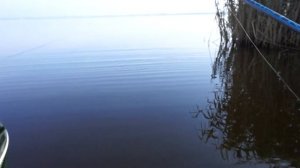 ЛОВЛЯ ТАРАНИ / СЛАДКИЙ ЛИМАН / КАНЕВСКОЙ РАЙОН