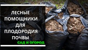 Лесные помощники для повышения плодородия почвы на дачном участке