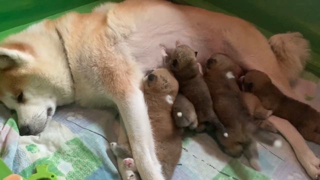 1 минута из жизни щенков акита ину за кормлением 3 недели смотреть онлайн