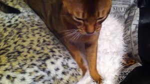 АБИССИНСКИЙ КОТ