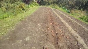 КОПКА КАРТОФЕЛЯ КУЛЬТИВАТОРОМ