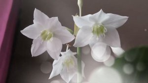 Амазонская лилия