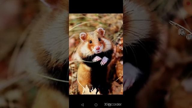 Животные 6 смотреть онлайн