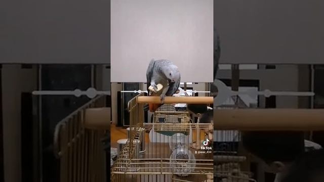 Африканский серый попугай Жако, African Grey parrot, Jako papagani