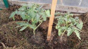 Куча полезных советов для новичков и любителей огорода.