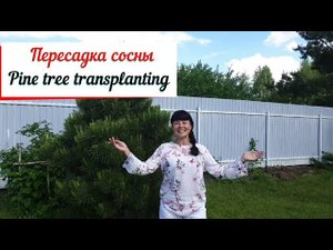 Пересадка сосны. Опыт посадки сосен.