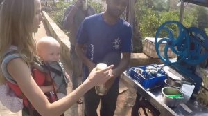 Сахарный тростник. Пробуем сок из тростника