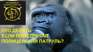 Крутые перцы или что делать когда повстречал полицию на своём пути.