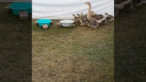 Где купаются наши серые гуси, гусята, надо ли гусям пруд