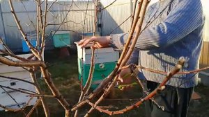 🔴Не потерять урожай. Простая обрезка персика