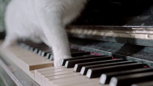 Смотреть видео онлайн