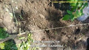 Посадка малины.Посадка малины весной в открытый грунт
