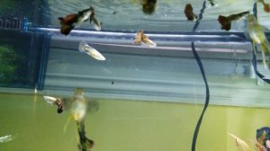 Guppy Room Tour | Hundreds of Guppies In The Fish Room!