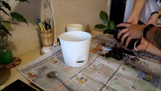 Стрелиция Экстренная пересадка