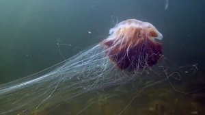 Эти Монстры Существуют! Существа, живущие на Земле и попавшие в объектив камеры