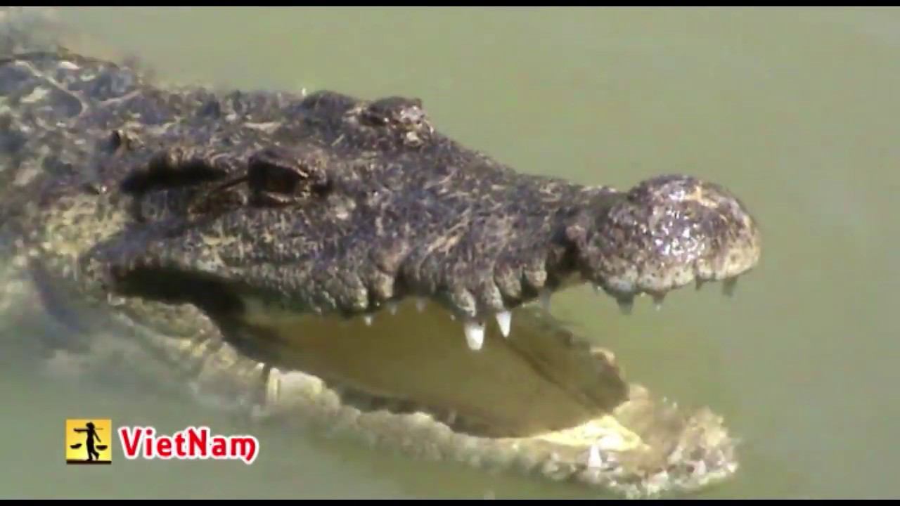 Крокодилы Yangbay VietNam 2013