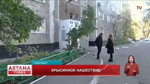 Крыса спряталась детской коляске и напала на женщину в Павлодаре смотреть онлайн